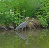 Young Heron Fishing in the Afternoon