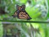 Monarch butterflies mating