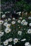 Daisies and Lavender in Scotland 19999