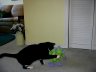 Lucky plays with her dragon stuffed animal